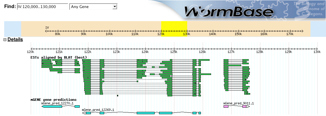 mGene Predictions on wormbase